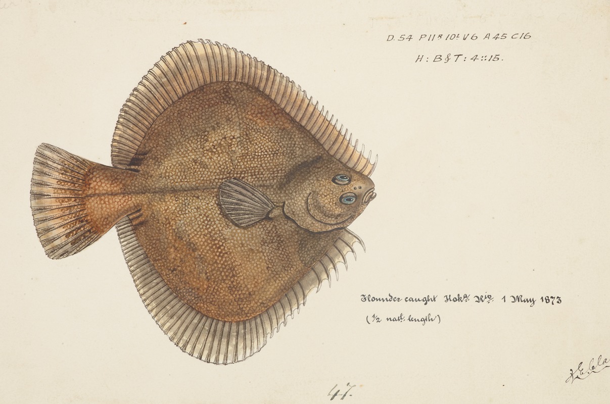 Frank Edward Clarke - Rhombosolea plebeia (NZ) : Sand flounder