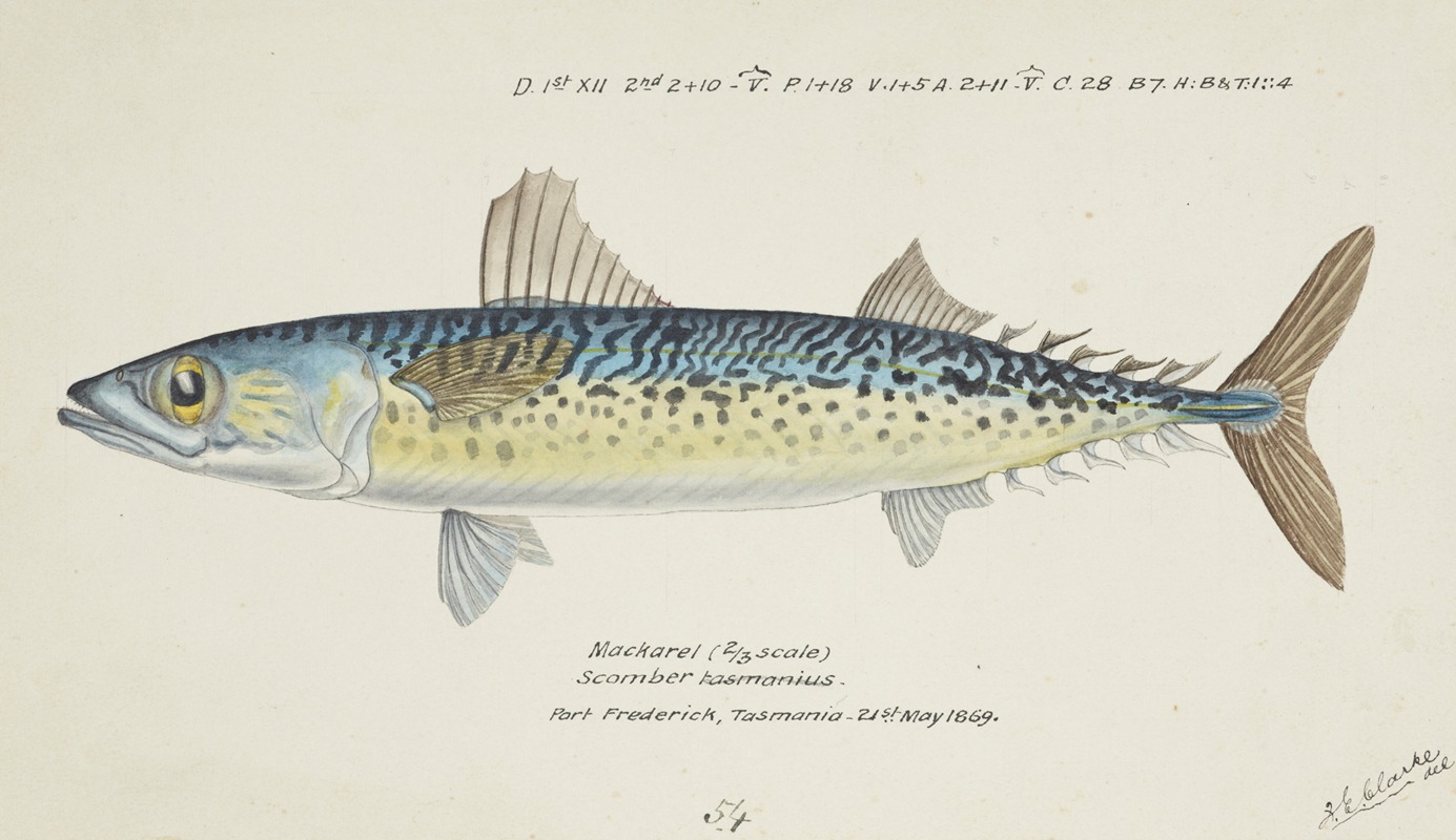 Frank Edward Clarke - Scomber australasicus (Tas) : Blue mackerel