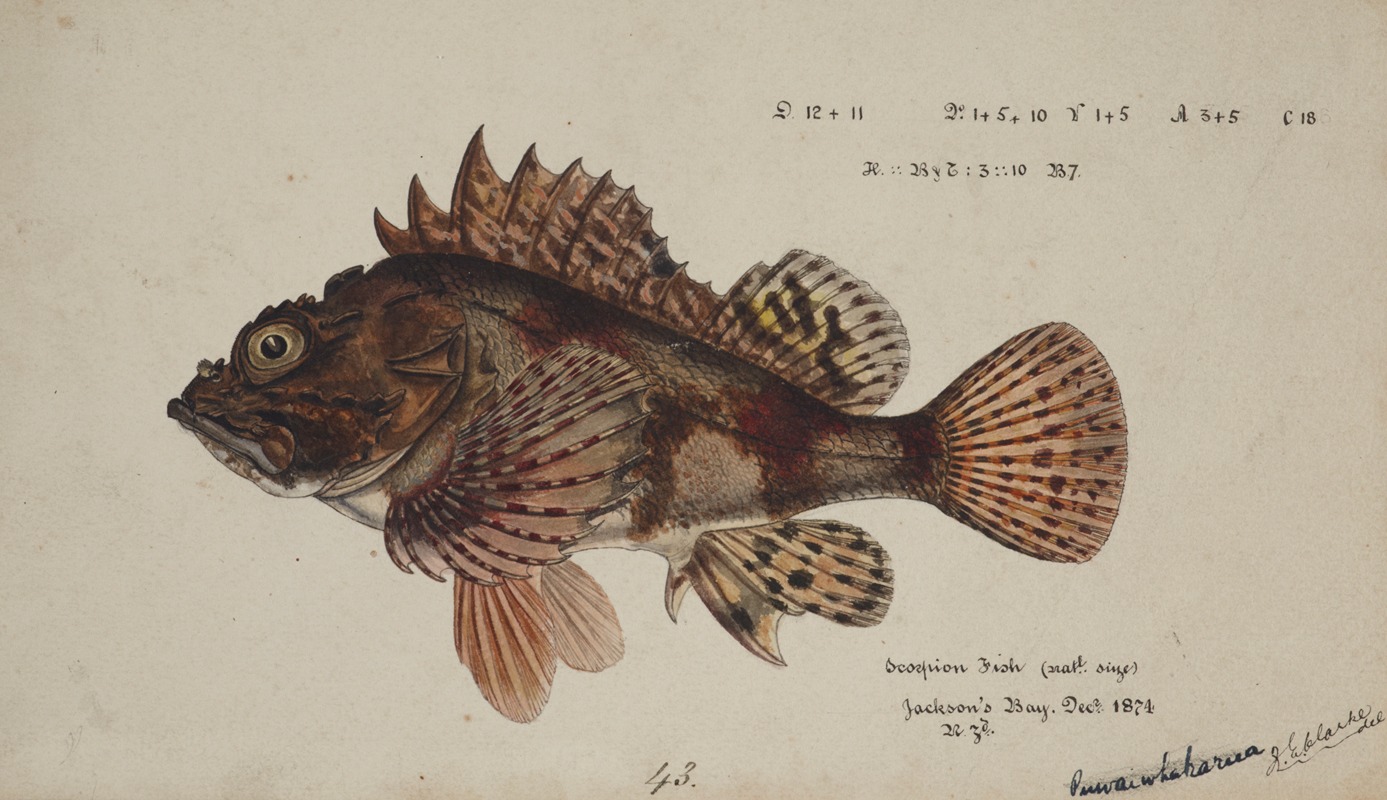 Frank Edward Clarke - Scorpaena cardinalis ( Red Scorpion fish)