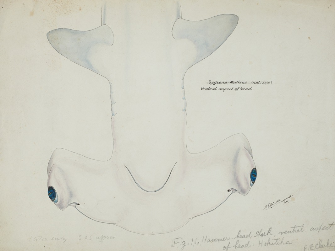 Frank Edward Clarke - Sphyrna zygaena (NZ) – Hammerhead shark, head ventral aspect