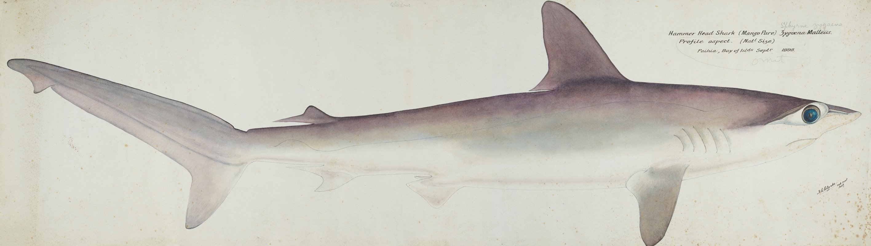 Frank Edward Clarke - Sphyrna zygaena (NZ) – Hammerhead shark, profile aspect