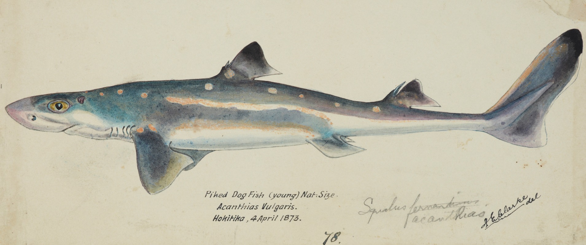 Frank Edward Clarke - Squalus acanthias (NZ) : Spotted spiny dogfish