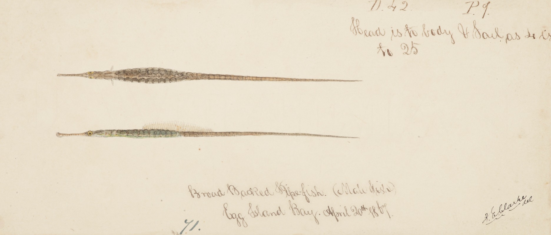 Frank Edward Clarke - Syngnathidae : Broad bodied Pipefish