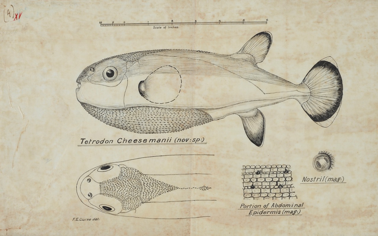 Frank Edward Clarke - Tetraodon cheesmanii : Pufferfish
