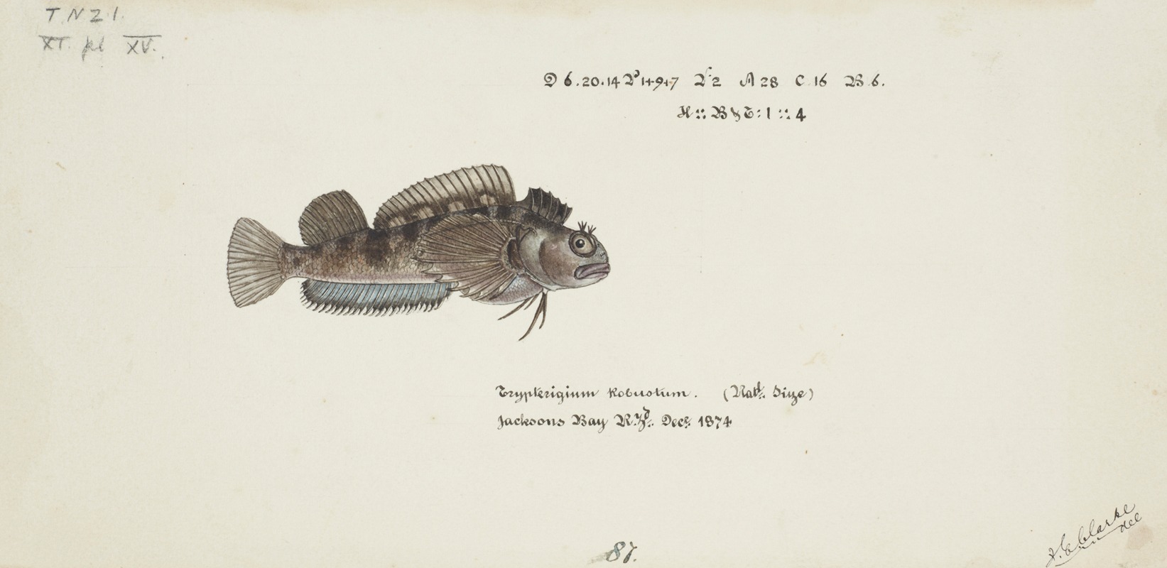 Frank Edward Clarke - Tripterygion robustum (NZ) : Estuarine triplefin