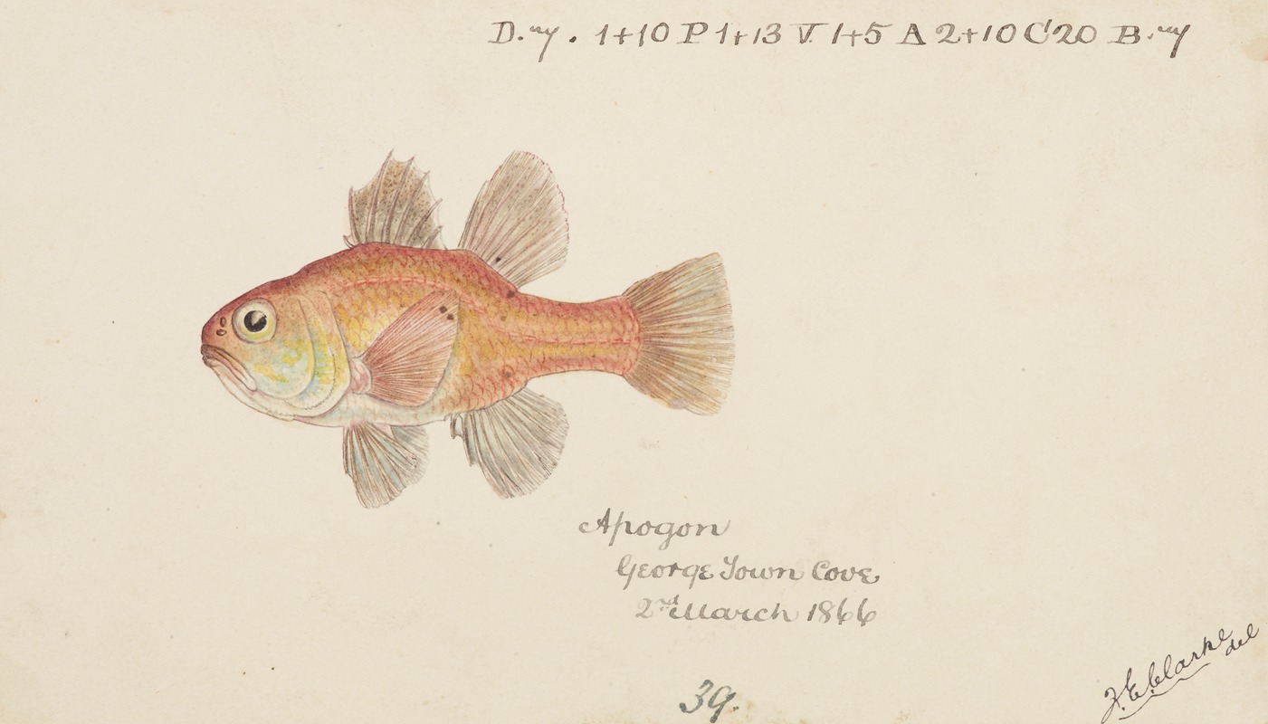 Frank Edward Clarke - Vincentia conspera (Tas) : Southern Cardinalfish