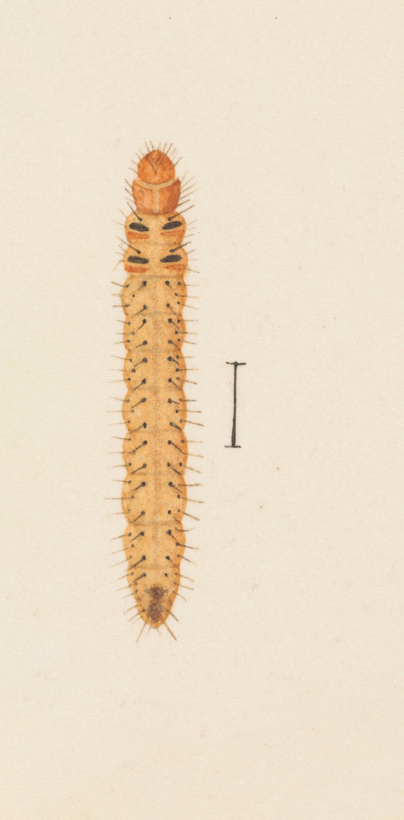 George Hudson - Entomology watercolour Pl.005