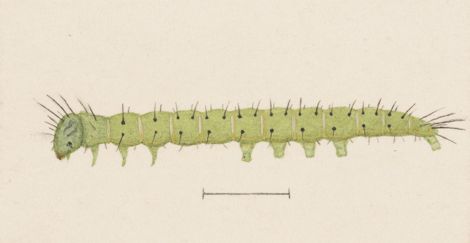 George Hudson - Entomology watercolour Pl.006