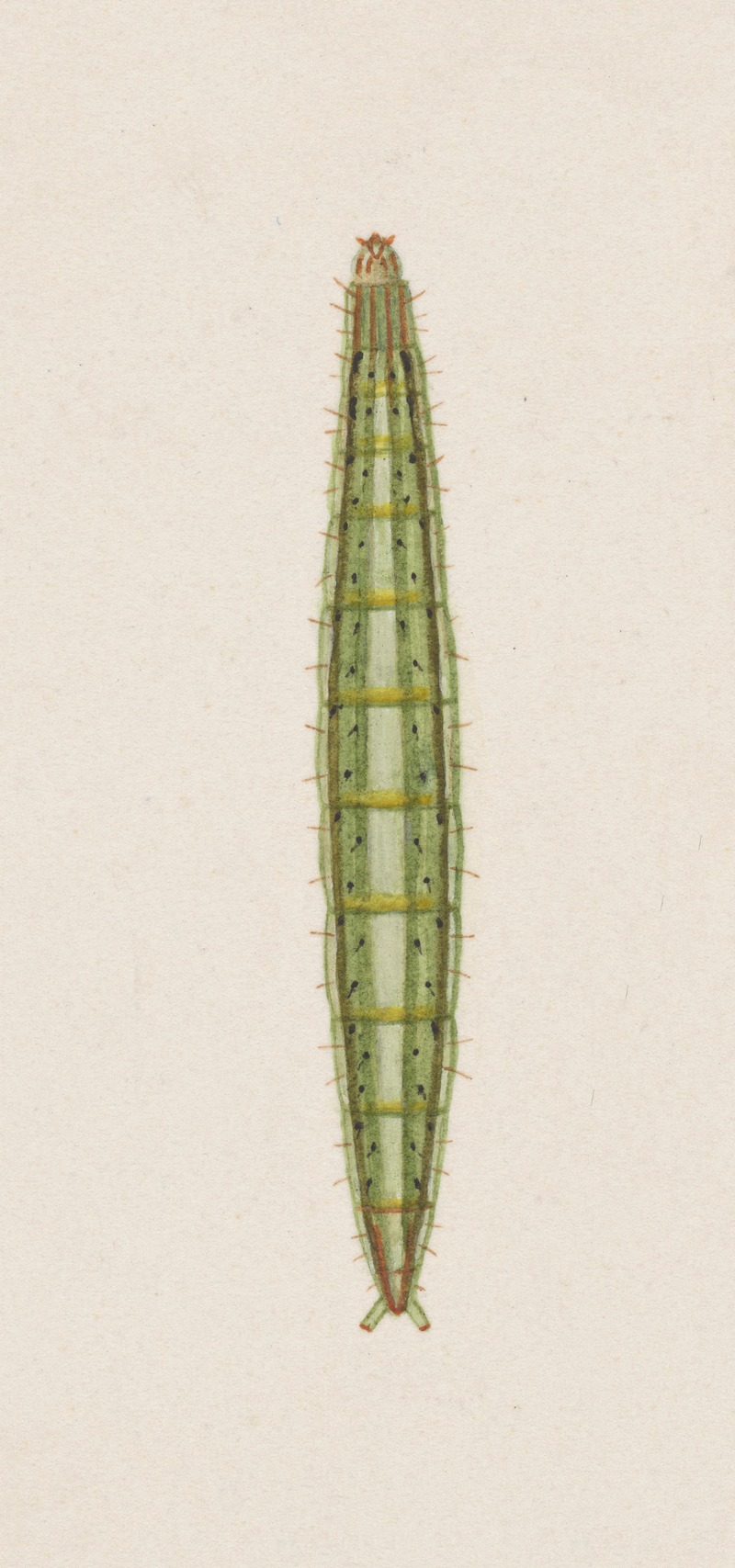 George Hudson - Entomology watercolour Pl.007