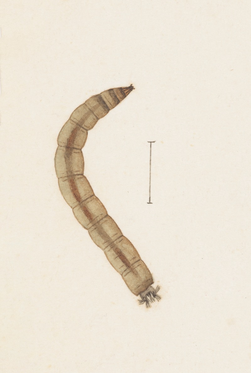 George Hudson - Entomology watercolour Pl.015