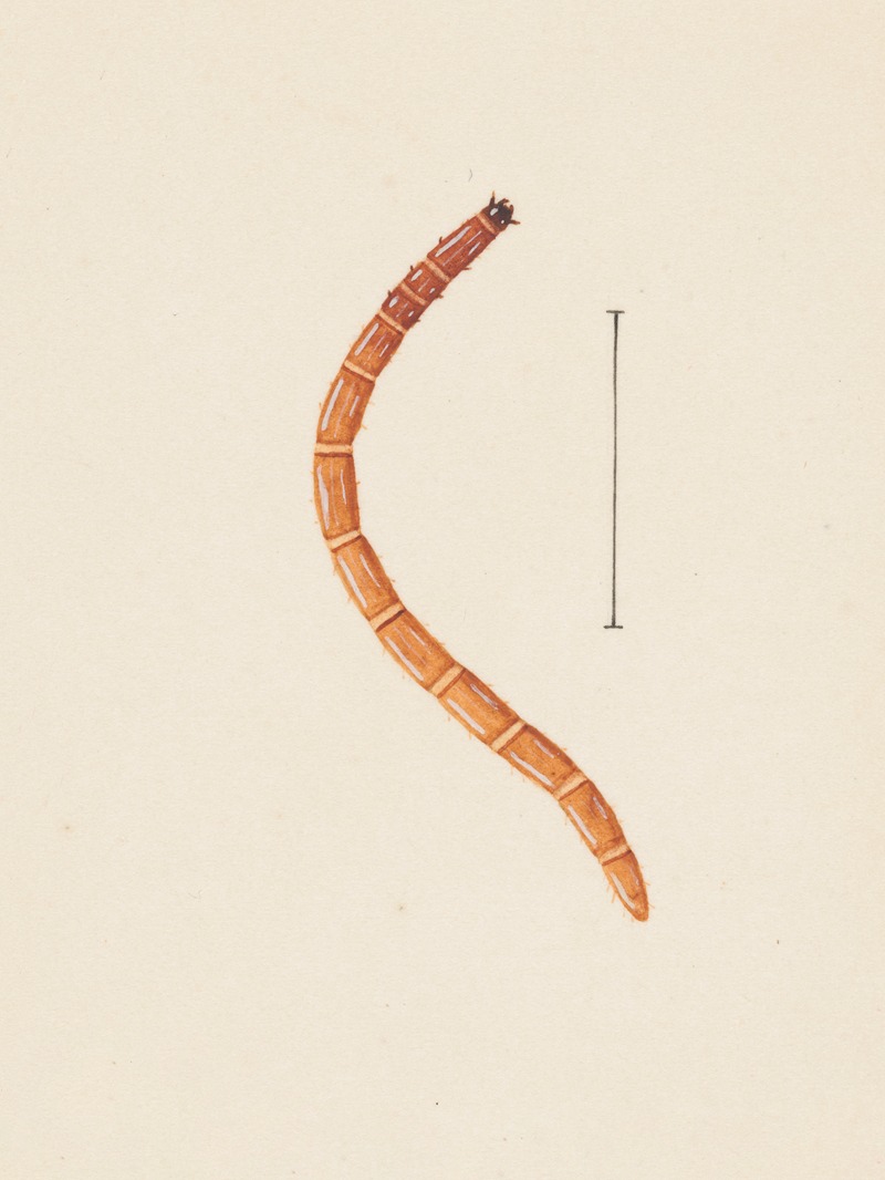 George Hudson - Entomology watercolour Pl.017