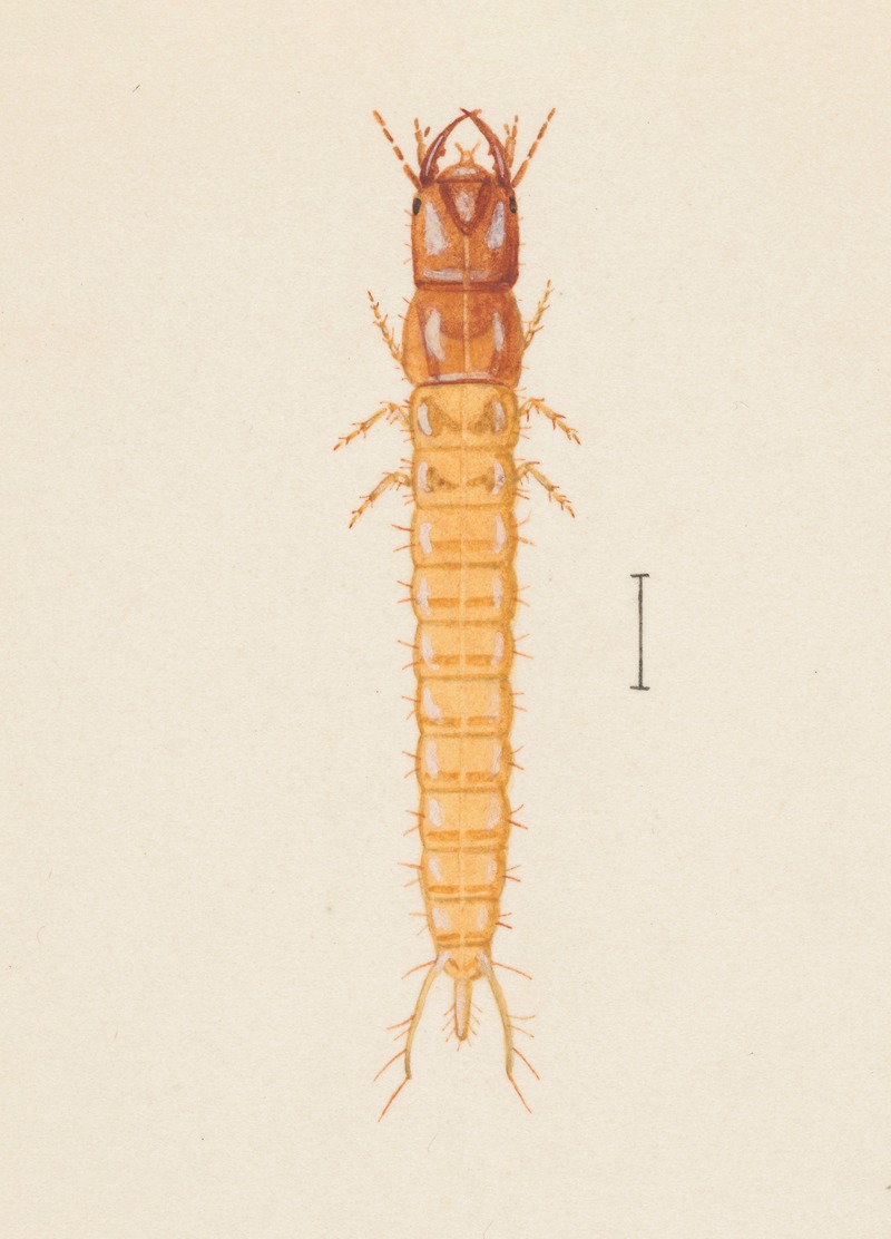 George Hudson - Entomology watercolour Pl.020