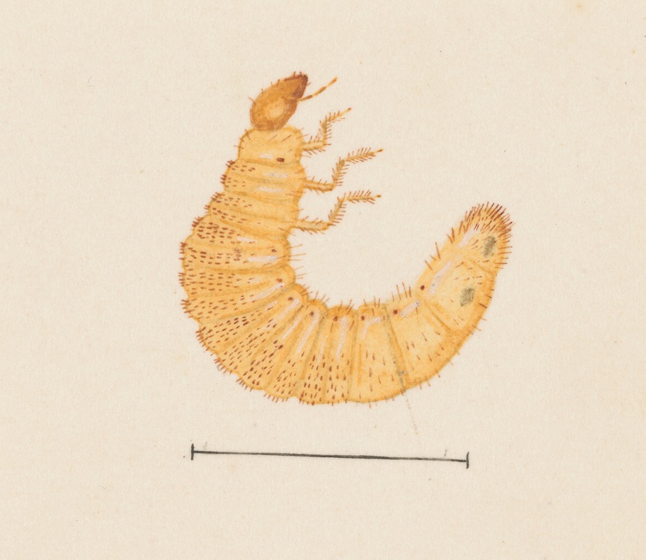 George Hudson - Entomology watercolour Pl.022