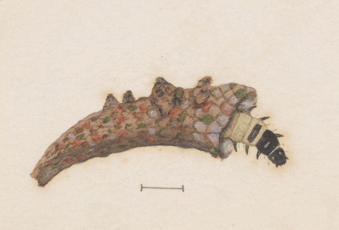 George Hudson - Entomology watercolour Pl.025
