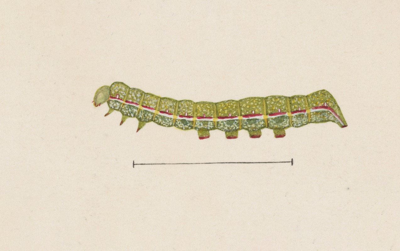 George Hudson - Entomology watercolour Pl.026