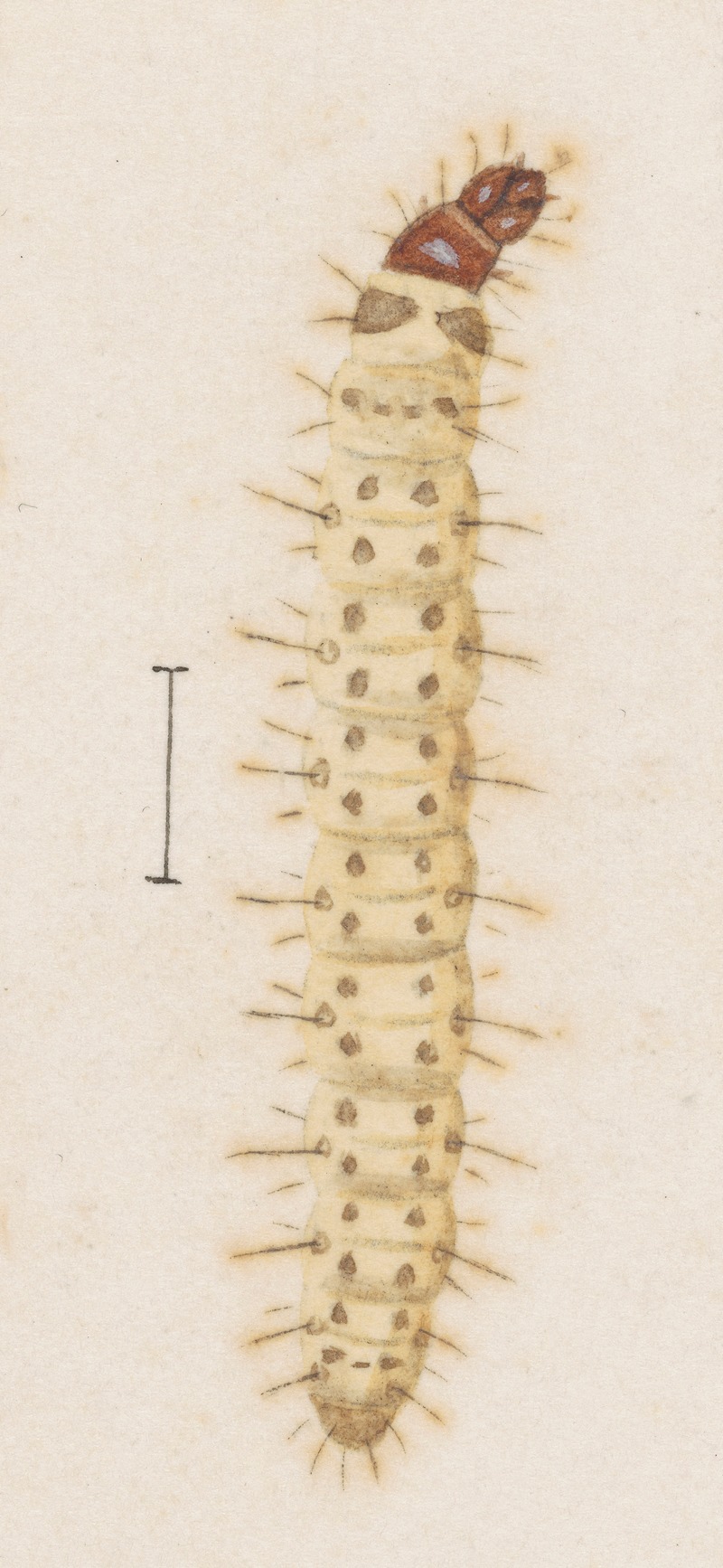 George Hudson - Entomology watercolour Pl.030