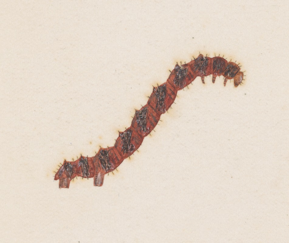 George Hudson - Entomology watercolour Pl.031