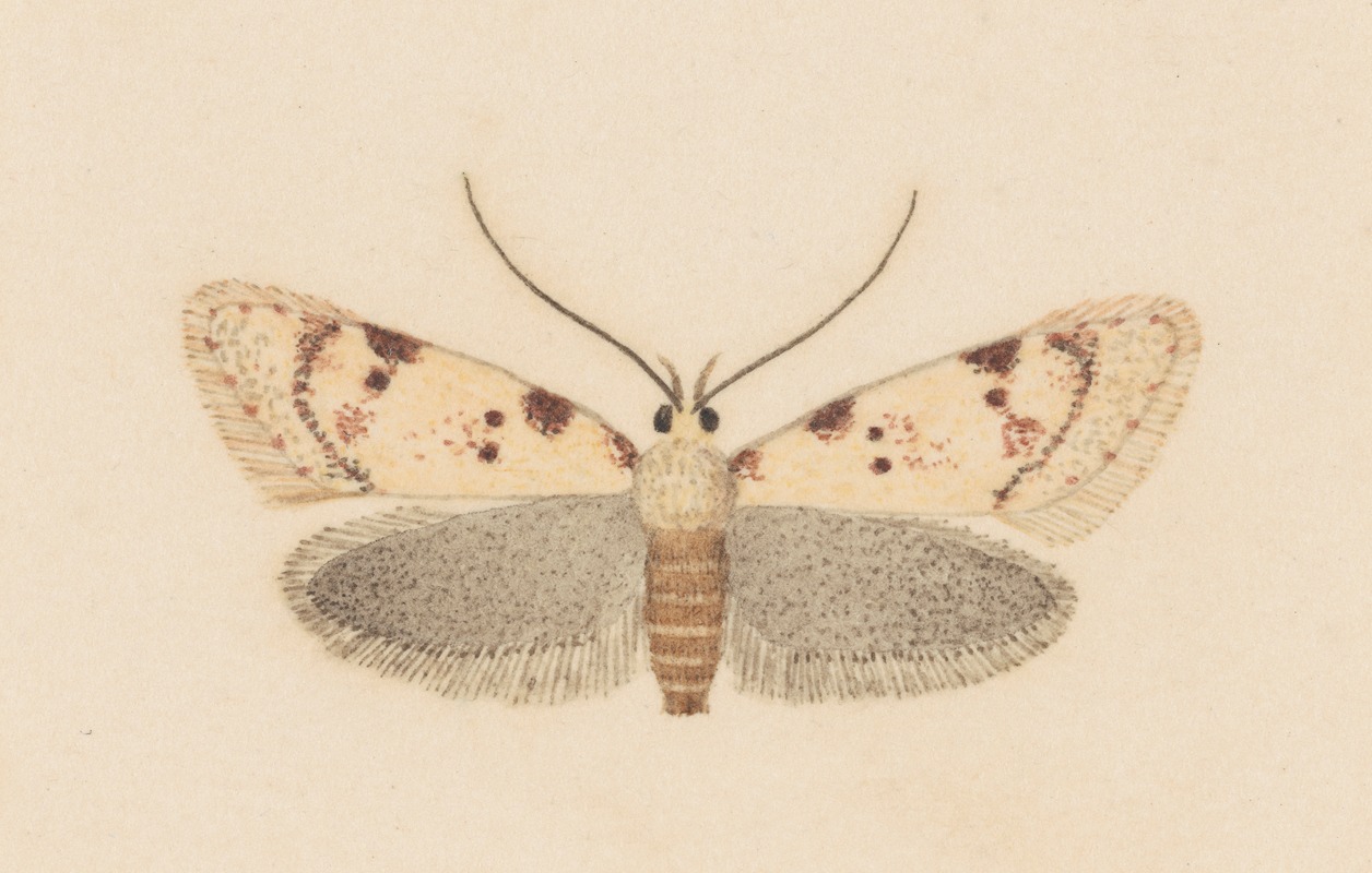 George Hudson - Entomology watercolour Pl.037