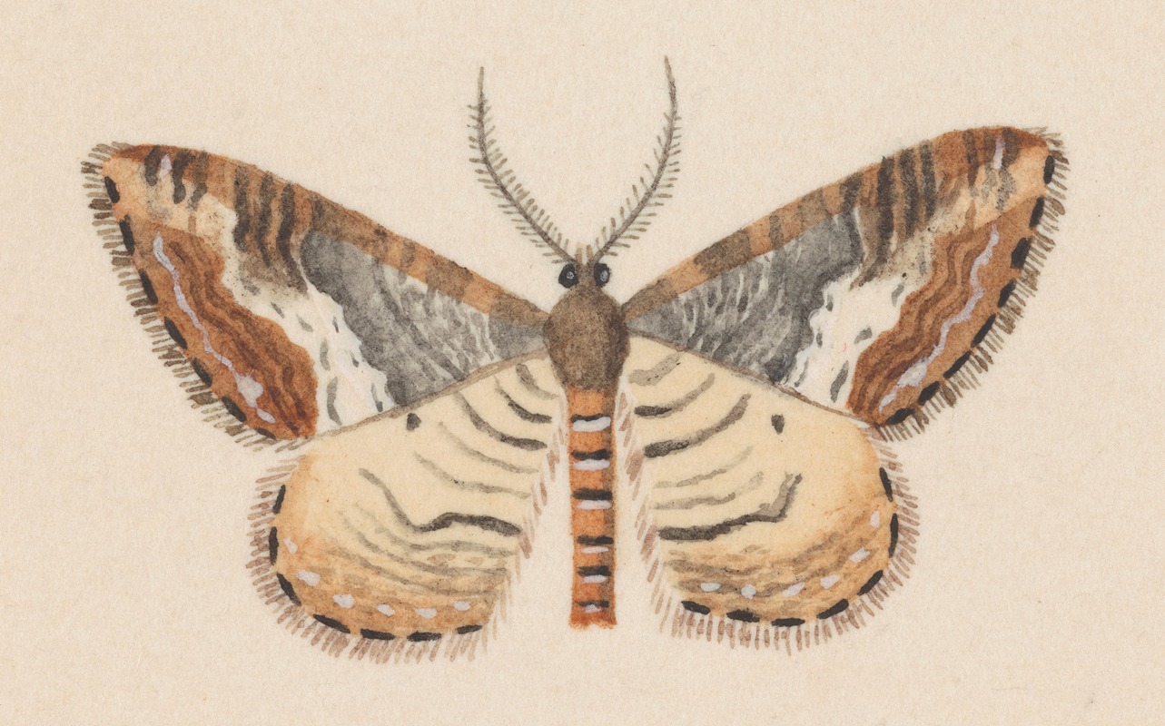 George Hudson - Entomology watercolour Pl.039