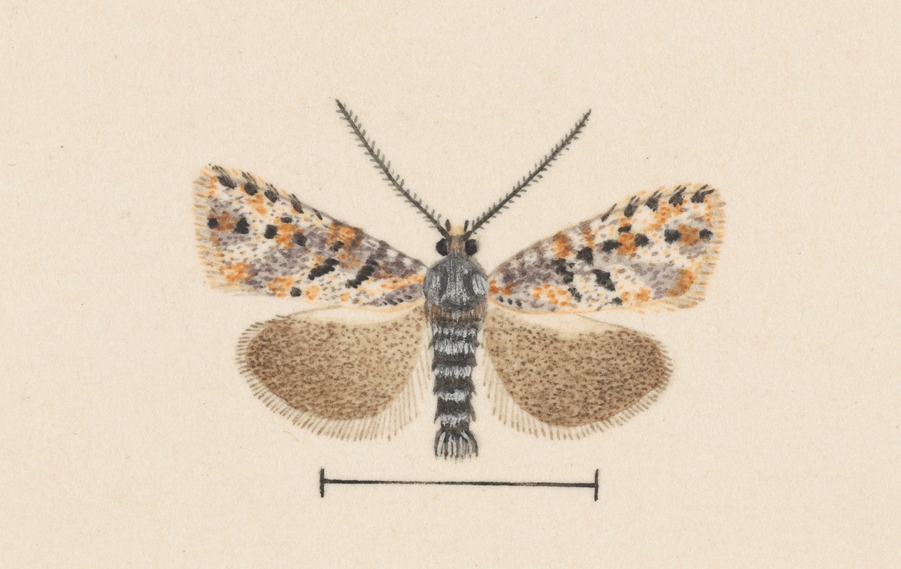 George Hudson - Entomology watercolour Pl.042
