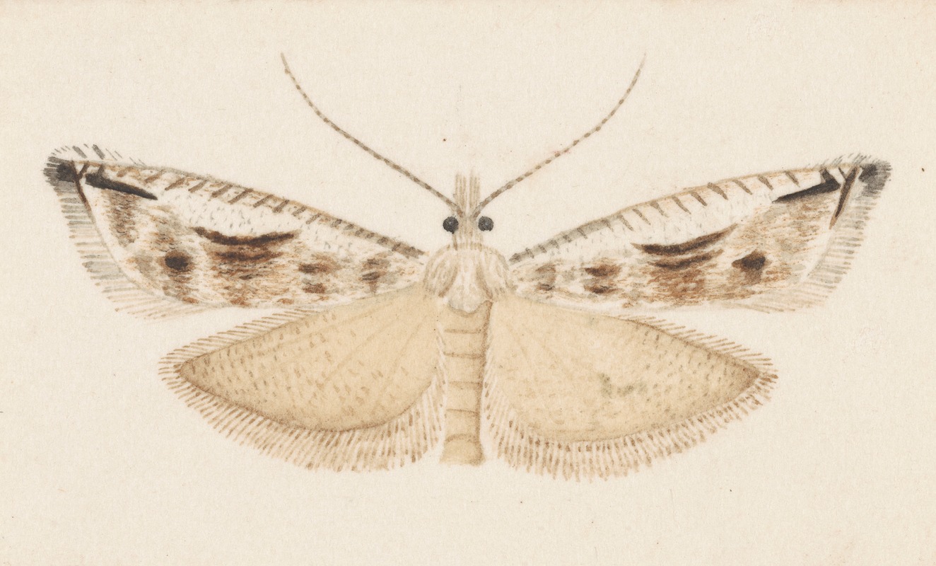 George Hudson - Entomology watercolour Pl.043