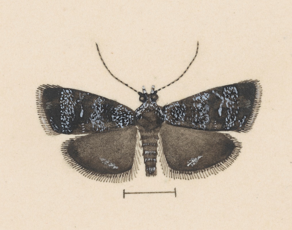 George Hudson - Entomology watercolour Pl.044