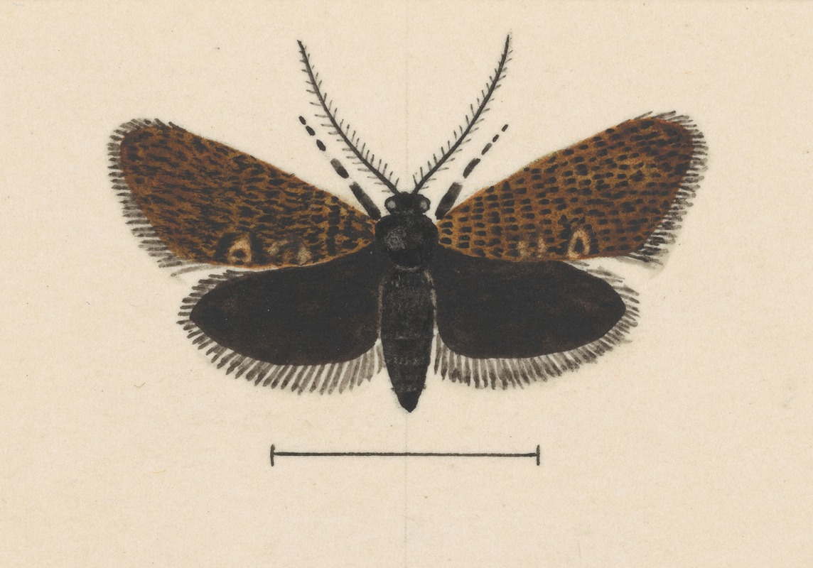 George Hudson - Entomology watercolour Pl.045
