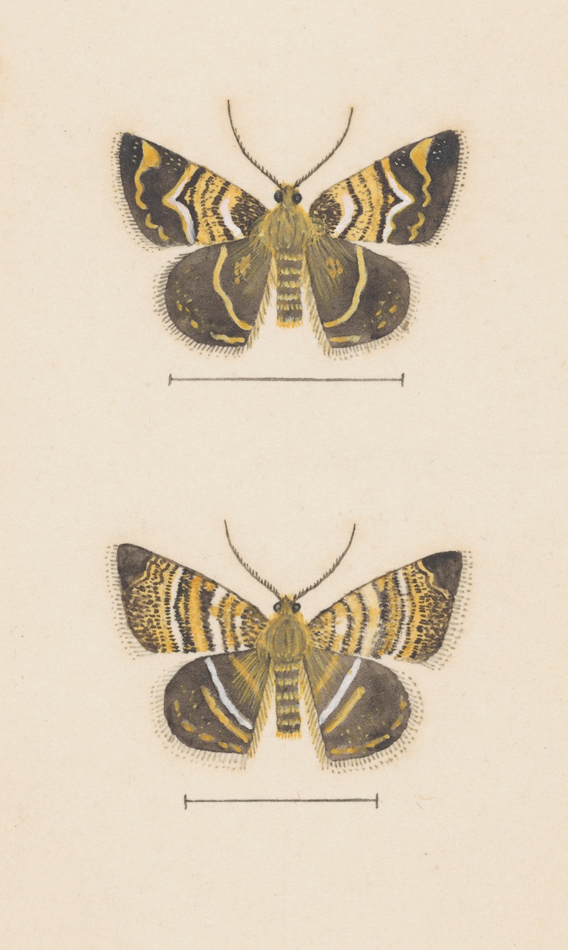George Hudson - Entomology watercolour Pl.047