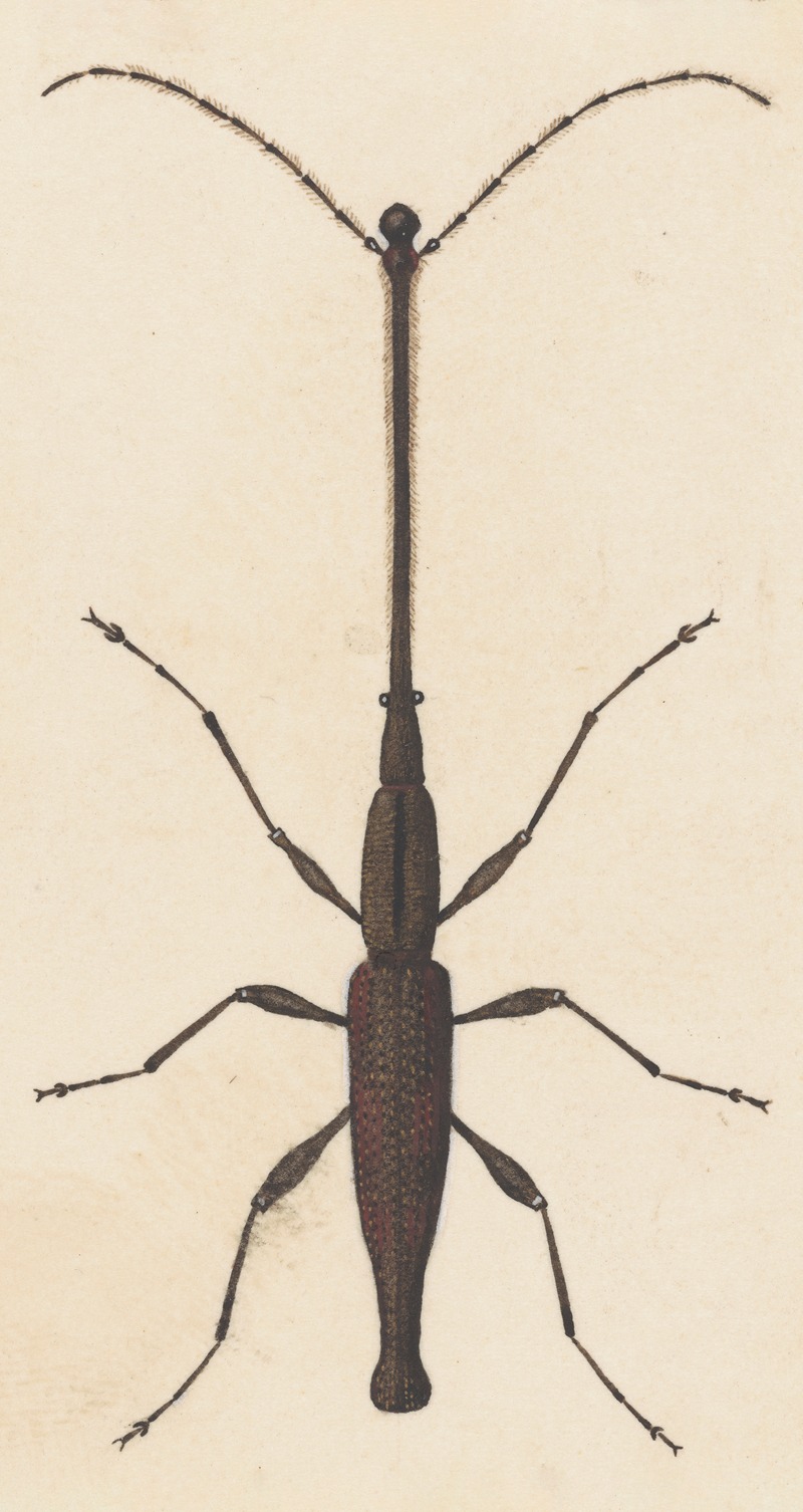 George Hudson - Entomology watercolour Pl.048