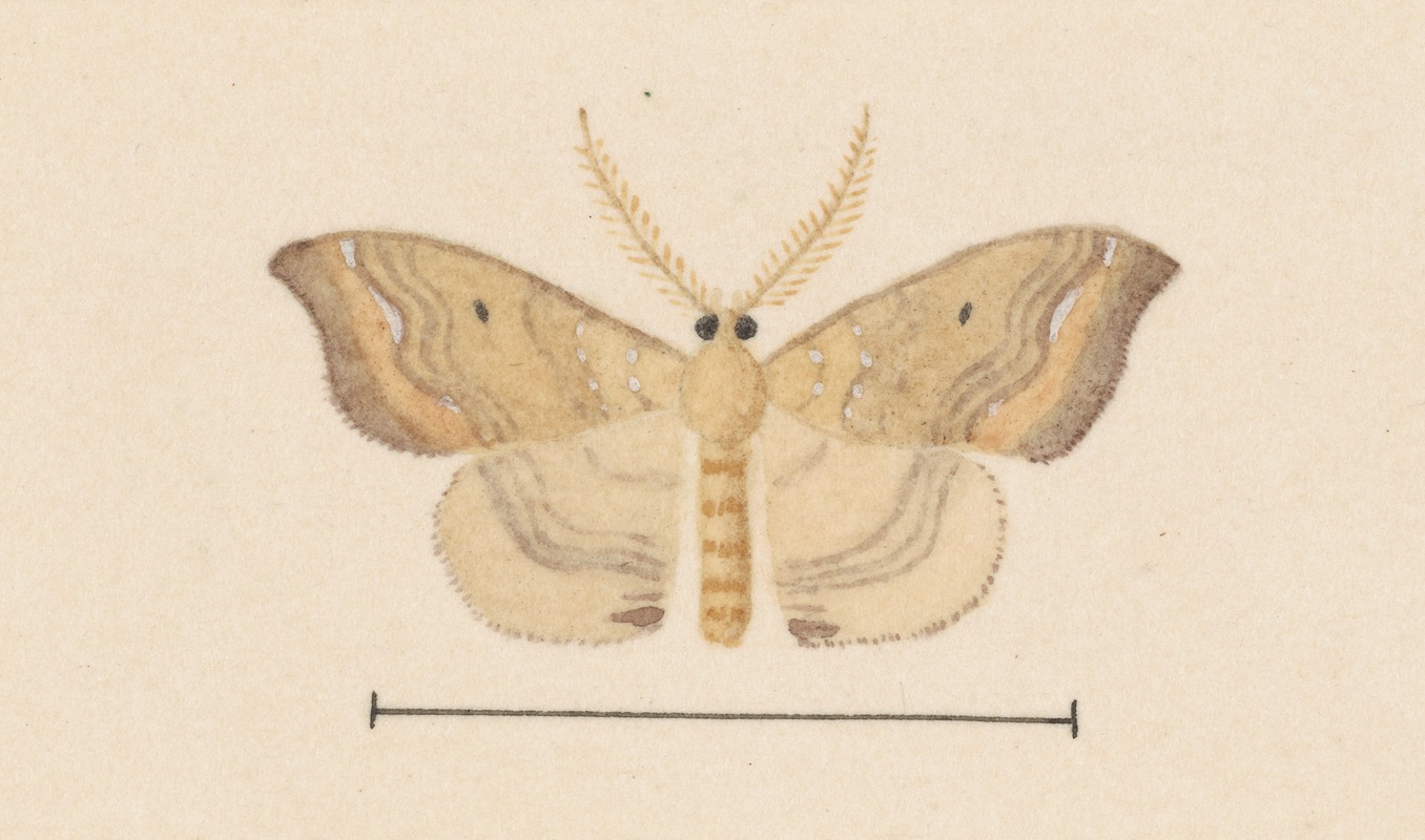 George Hudson - Entomology watercolour Pl.050