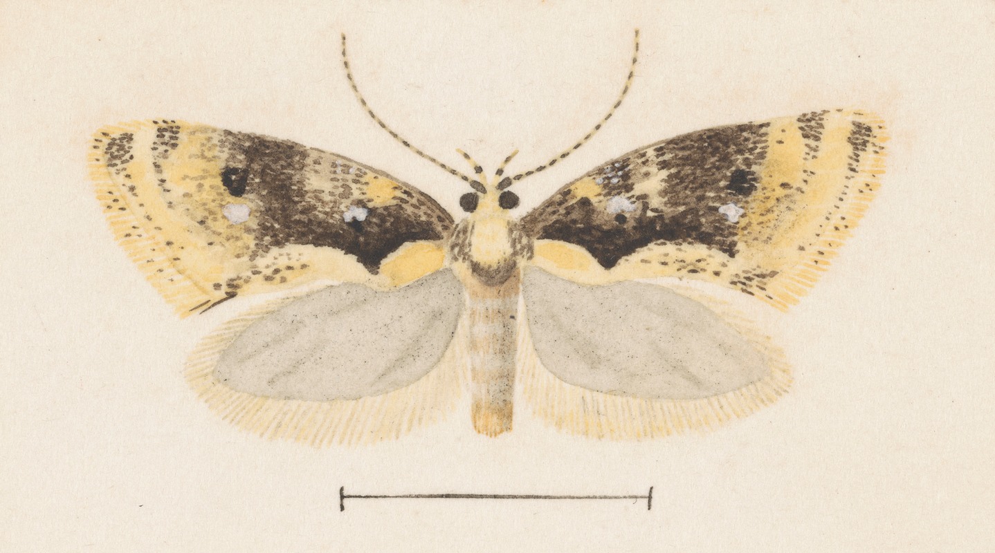 George Hudson - Entomology watercolour Pl.051