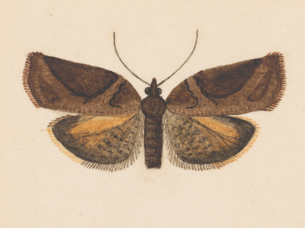 George Hudson - Entomology watercolour Pl.056