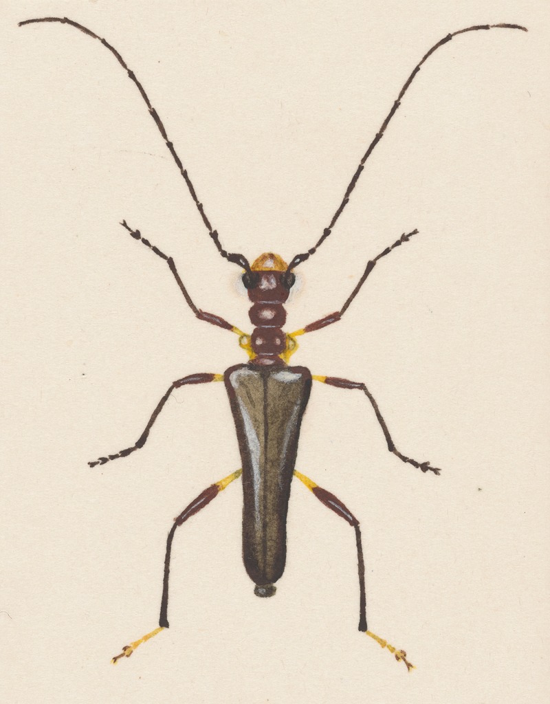 George Hudson - Entomology watercolour Pl.057