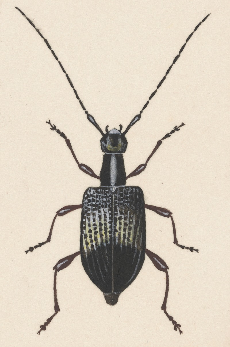 George Hudson - Entomology watercolour Pl.060