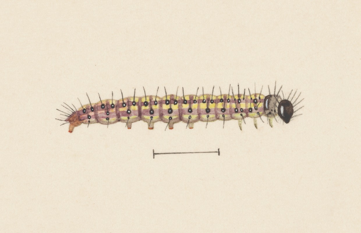 George Hudson - Entomology watercolour Pl.061