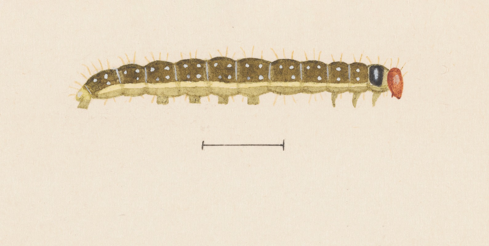 George Hudson - Entomology watercolour Pl.064
