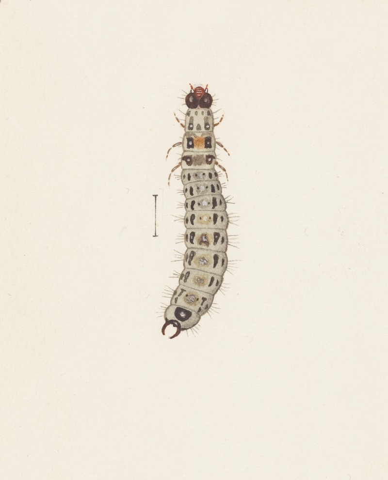 George Hudson - Entomology watercolour Pl.065