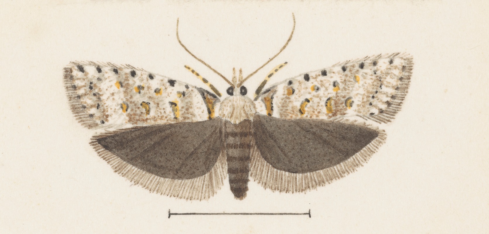 George Hudson - Entomology watercolour Pl.072