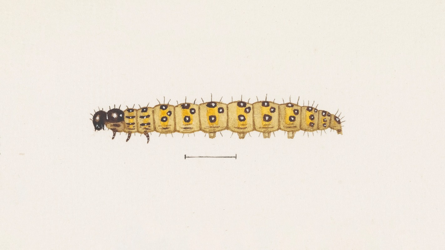 George Hudson - Entomology watercolour Pl.073