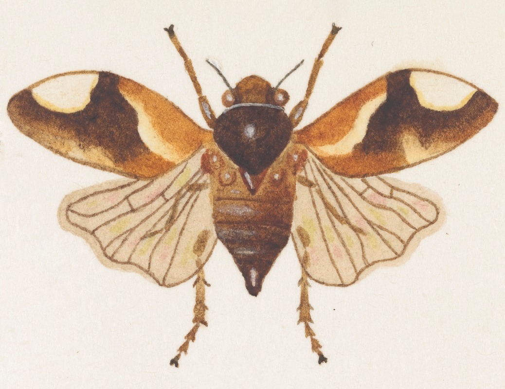George Hudson - Entomology watercolour Pl.075