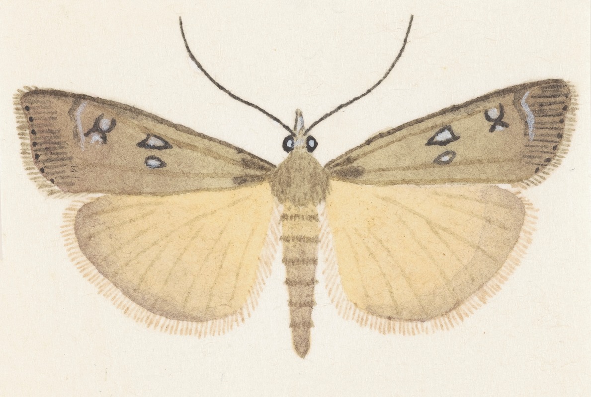 George Hudson - Entomology watercolour Pl.076