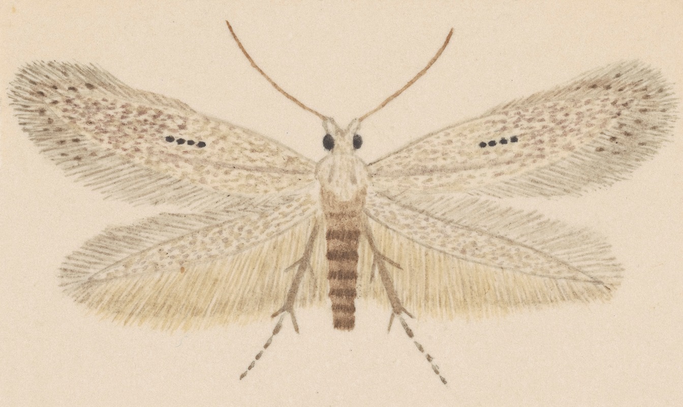 George Hudson - Entomology watercolour Pl.077