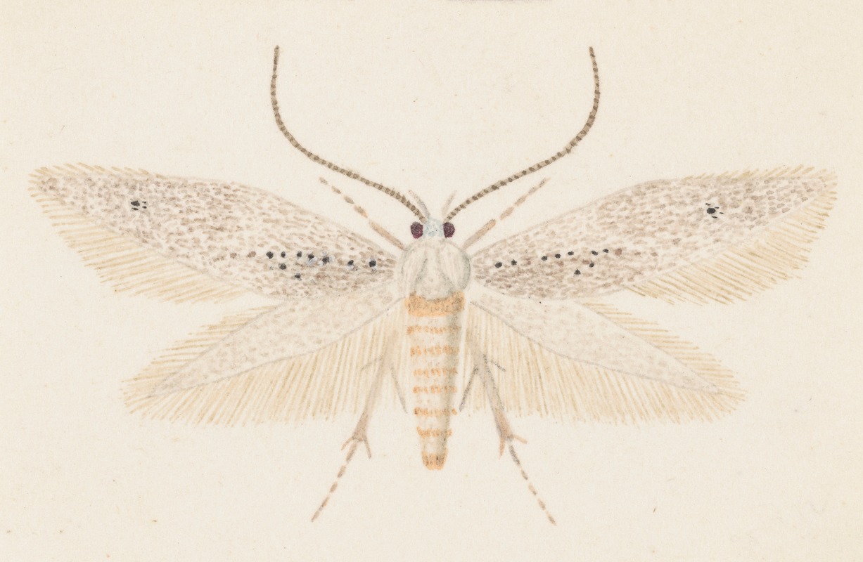 George Hudson - Entomology watercolour Pl.080