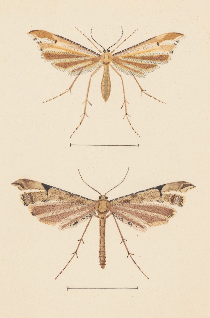 George Hudson - Entomology watercolour Pl.082