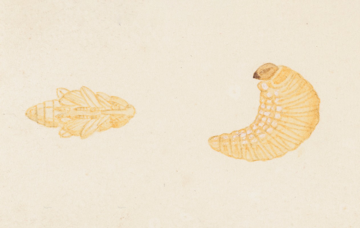 George Hudson - Entomology watercolour Pl.084
