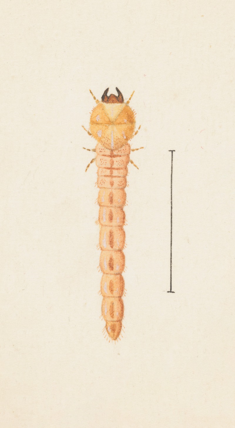George Hudson - Entomology watercolour Pl.086