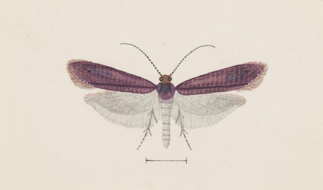 George Hudson - Entomology watercolour Pl.093