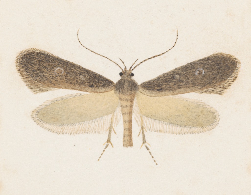 George Hudson - Entomology watercolour Pl.096