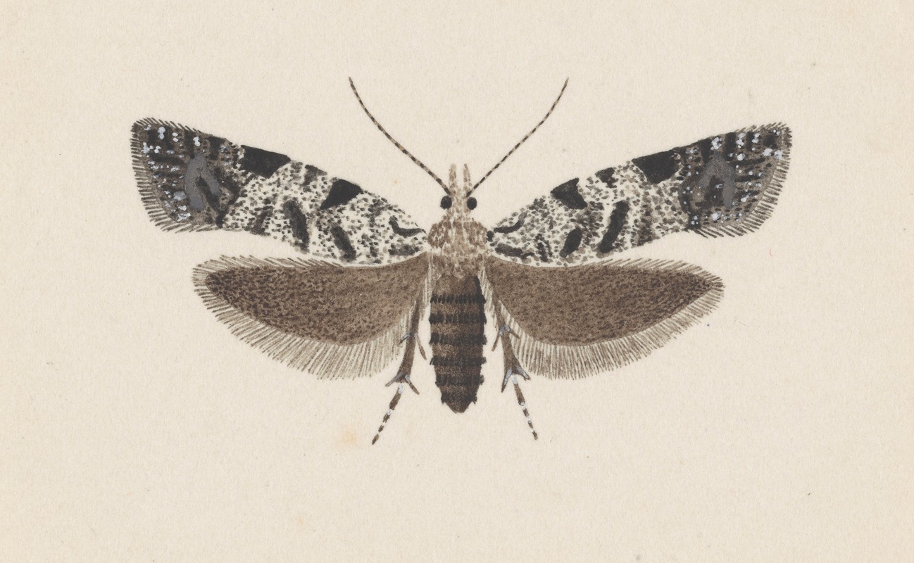 George Hudson - Entomology watercolour Pl.100