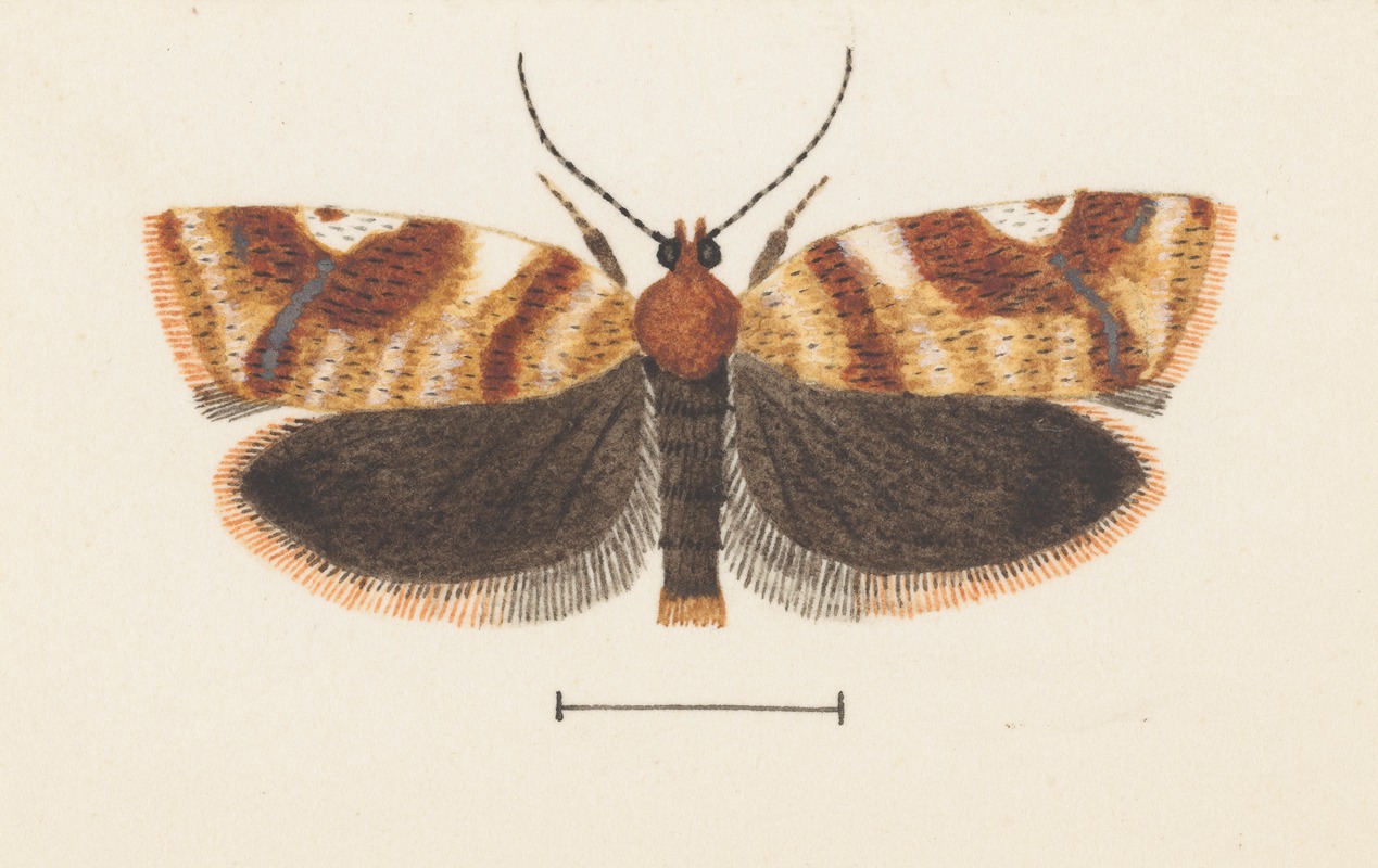 George Hudson - Entomology watercolour Pl.101